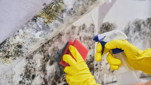 Best Residential Mold Remediation in Albion, MI